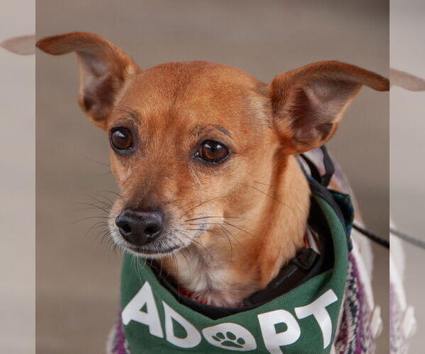 Medium Photo #1 Chihuahua Puppy For Sale in San Jose, CA, USA
