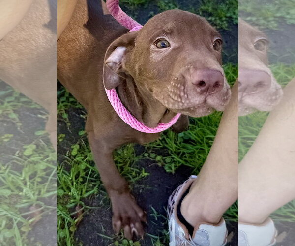 Medium Photo #2 Labrador Retriever-Unknown Mix Puppy For Sale in Sanford, FL, USA