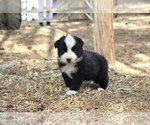 Puppy Ruby Australian Shepherd