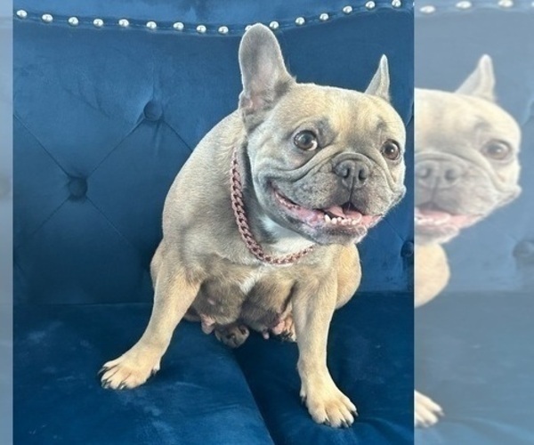 Medium Photo #1 French Bulldog Puppy For Sale in ENCINO, CA, USA