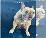 Small Photo #1 French Bulldog Puppy For Sale in ENCINO, CA, USA
