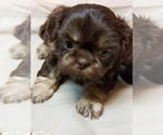 Small Photo #3 Shih Tzu Puppy For Sale in FANNING SPGS, FL, USA