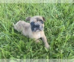 Small Photo #7 French Bulldog Puppy For Sale in NARANJA, FL, USA