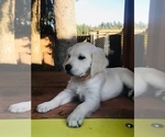 Small Photo #4 Golden Retriever Puppy For Sale in FORT STEILACOOM, WA, USA
