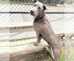 Small #3 Blue Lacy