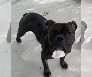 Bulldog-Unknown Mix Dogs for adoption in Raleigh, NC, USA