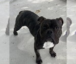 Hicks - Male Bulldog-Unknown Mix Dog for Adoption - Small photo