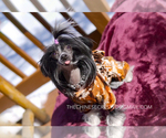 Small Photo #10 Chinese Crested Puppy For Sale in AURORA, CO, USA