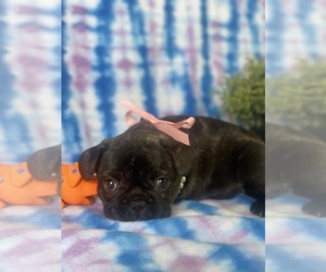 French Bulldog Puppy for sale in ATLANTA, GA, USA