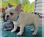 Small #3 French Bulldog