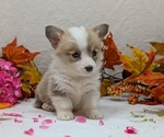 Small #17 Pembroke Welsh Corgi
