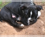 Small Photo #19 Boston Terrier Puppy For Sale in JONES, OK, USA