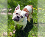 Small #1 Bulldog