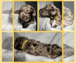 Puppy 10 Goldendoodle