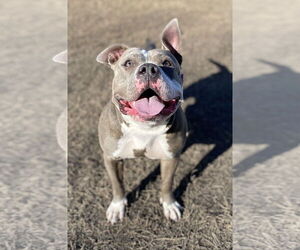 American Bulldog-Unknown Mix Dogs for adoption in Virginia Beach, VA, USA