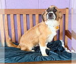Small Pembroke Welsh Corgi Mix