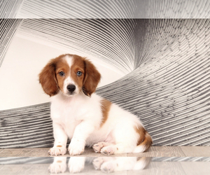 Dachshund Puppy for sale in WESTPOINT, IN, USA