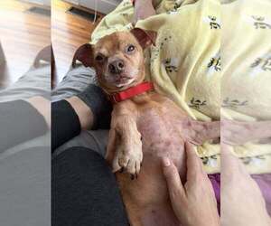 Russ - Male Chihuahua-Unknown Mix Dog for Adoption - Photo #5