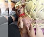 Small #4 Chihuahua Mix