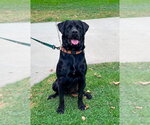 Small #8 Labrador Retriever Mix