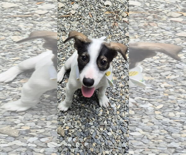 Medium Photo #3 Jack Russell Terrier-Unknown Mix Puppy For Sale in NYC, NY, USA