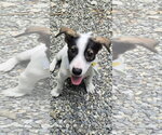 Small #2 Jack Russell Terrier Mix