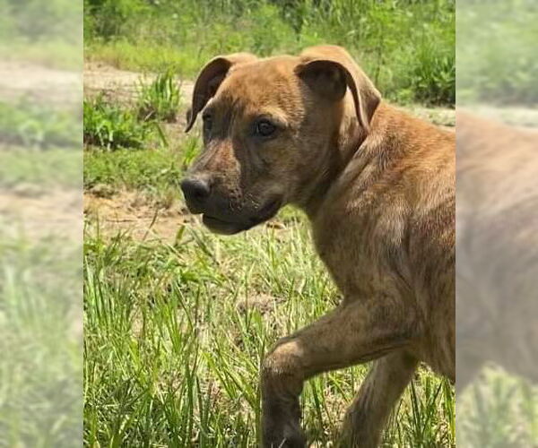 Medium Photo #10 Black Mouth Cur-Unknown Mix Puppy For Sale in Ridgefield, CT, USA