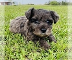 Small Photo #1 YorkiePoo Puppy For Sale in GROVETON, TX, USA
