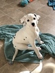 Small Photo #14 Dalmatian Puppy For Sale in ASHEBORO, NC, USA
