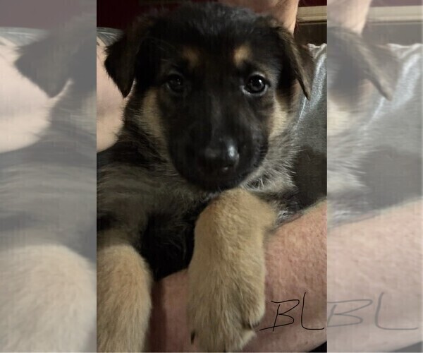 Medium Photo #2 German Shepherd Dog Puppy For Sale in SACRAMENTO, CA, USA