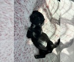 Puppy Light Pink Dachshund