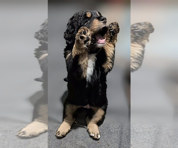 Medium Photo #9 Mountain Mastiff Puppy For Sale in MANCHESTER, CT, USA