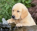 Small #1 English Cream Golden Retriever