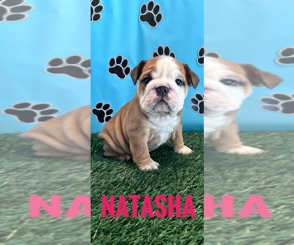 Medium Photo #11 Bulldog Puppy For Sale in BOWLING GREEN, KY, USA