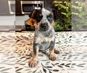 Australian Cattle Dog Puppy for sale in GREENWOOD, IN, USA