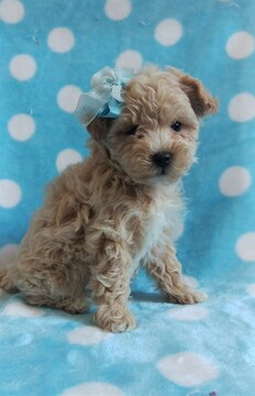Medium Photo #3 Maltipoo Puppy For Sale in LANCASTER, PA, USA