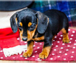 Small #4 Dachshund