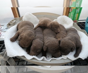 Chesapeake Bay Retriever Puppy for sale in ALTAMONT, IL, USA