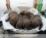 Small Chesapeake Bay Retriever