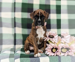 Boxer Puppy for sale in KIRKWOOD, PA, USA