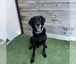 Medium Labrador Retriever Mix