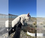Small Photo #12 French Bulldog Puppy For Sale in PHELAN, CA, USA