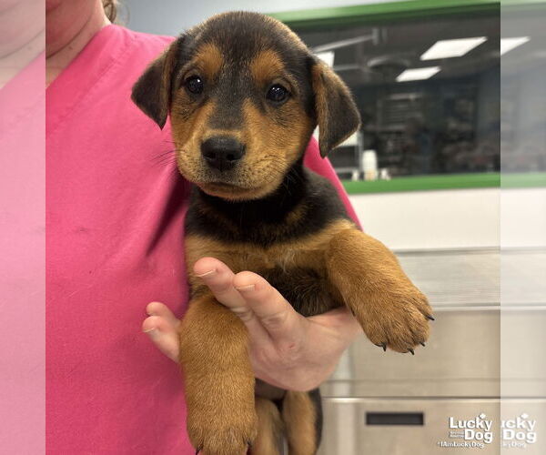 Medium Photo #2 Labrador Retriever-Unknown Mix Puppy For Sale in Washington, DC, USA