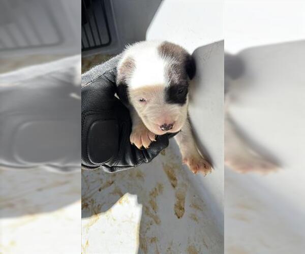 Medium Photo #1 Beagle Puppy For Sale in Houston, TX, USA