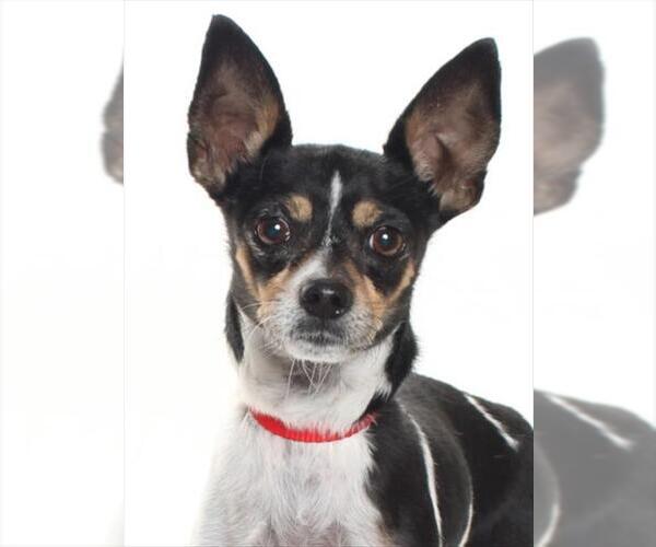 Medium Photo #3 Chihuahua Puppy For Sale in Burbank, CA, USA