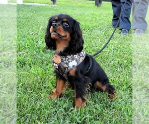 Cavalier King Charles Spaniel Puppy for sale in CARLISLE, KY, USA