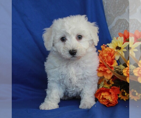View Ad Bichon Frise Puppy for Sale near Pennsylvania