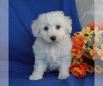 Small Photo #1 Bichon Frise Puppy For Sale in GORDONVILLE, PA, USA