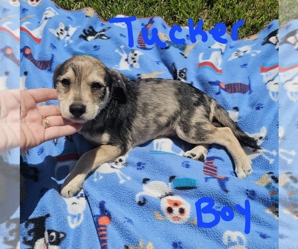 Medium Photo #6 Chizer Puppy For Sale in MONTEZUMA, GA, USA