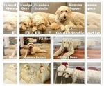 Small Photo #8 Goldendoodle Puppy For Sale in BATON ROUGE, LA, USA